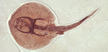 freshwater stingray, NPS photo